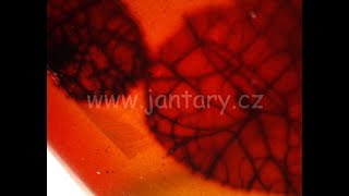 Křídový jantar B-43