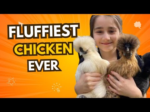 Silkie Chickens — najpuckavejsie plemeno sveta