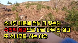 산불로 전부 다 탔는데 수백, 수천억을 들여서 또 다시 소나무를 심는 이유