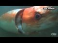 Giant squid in Japanese harbor by Diving Shop Kaiyu/CNN