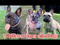 Different Types of French Bulldogs || Dog Types