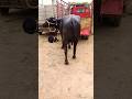 First Dairy Buffalo Local Villagebuffalo Village Hen Video Minivlog Milk