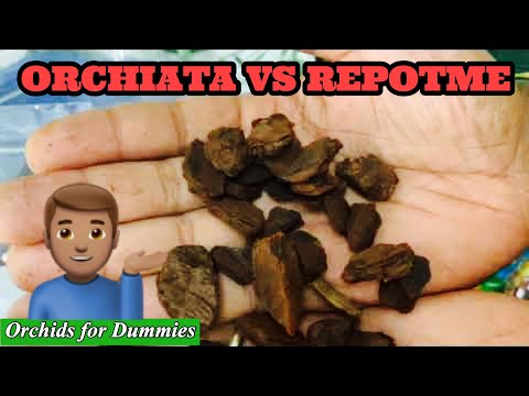 Why Orchiata Bark is BEST for Phalaenopsis |Basic Orchid Care