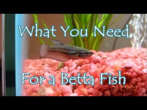 What You Need For a Betta Fish
