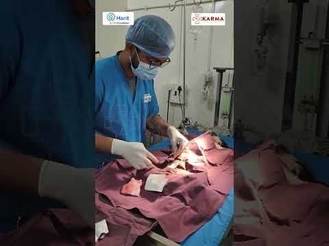 Sterilization &Vaccination of Stray dogs in India