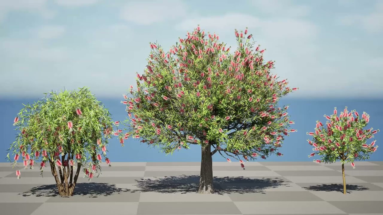 Australian Bottlebrush Trees 3D Model