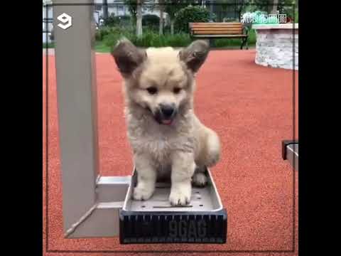 Stray puppy grew up to be a big dog