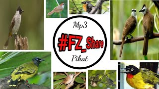 Download lagu Mp3 Pikat Burung Besar mp3