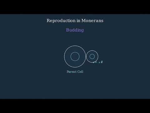 Kingdom Monera – Classification, Characteristics, Importance, Examples - Video