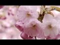 Happy Womens Day - Romantic Saxophone - YouTube