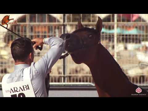N 78 NM ANAKIN   2020 Menton Mediterranean and Arab Countries Arabian Horse Championship   Yearling