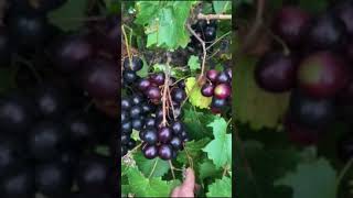 Ison Muscadine Review by Greg Ison
