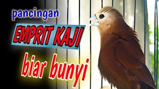 Download lagu emprit bird's bait, study gacor stuffing canary sound mp3