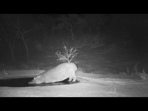 Djuma: Lone Hippo - 19:35 - 11/01/19