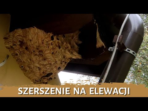 Gniazdo szerszeni na elewacji - usuwanie gniazda - likwidacja gniazda - gniazdo szerszeni