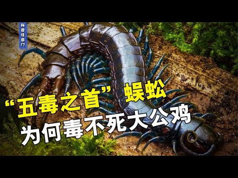 蜈蚣有毒嗎