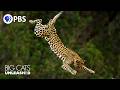 Why Do Leopards SKYDIVE Incredible Big Cat Hunting Techniques