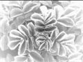 Goethes Erben-"Glasgarten" 