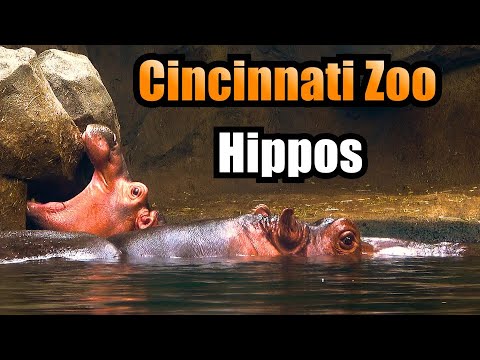 Cincinnati Zoo Hippos | Meet Tucker, Bibi, Fiona & Baby Fritz