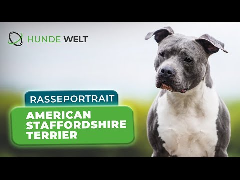 American Staffordshire Terrier - Rasseportrait | Aussehen, Wesen & Erziehung