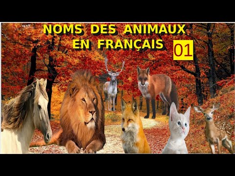 Animal Qui Commence Par F animal | noms des animaux en français avec des images animées