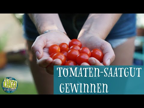 Eigene Tomaten anbauen | Tomaten Saatgut gewinnen