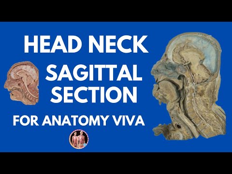 Head & Neck Sagittal Section | @anatomydecoded