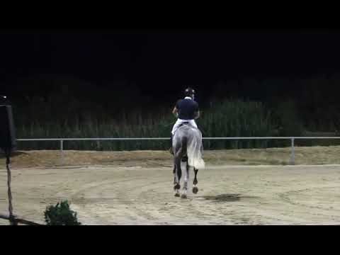 OBC-Carl-O (CELLESTIAL x LANDGOLD) - Video 2 video thumbnail