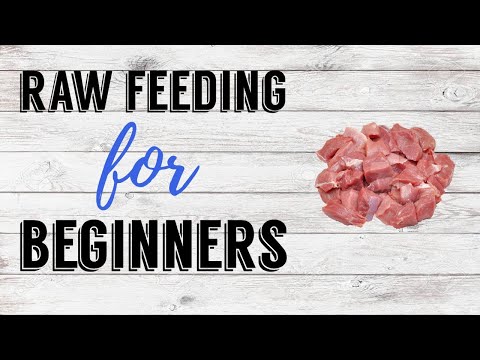 YouTube video about: Can ferrets eat raw chicken?