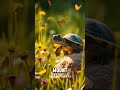A Story About A Turtle Exploring A New World Shortvideo Stories Animals
