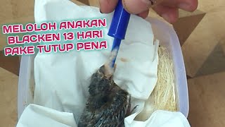 Download lagu meloloh anakan blacken menggunakan tutup pena mp3 Download lagu meloloh anakan blacken menggunakan tutup pena mp3