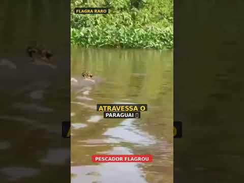 Onça ATRAVESSA o rio Paraguai em Corumbá… 😱🐆