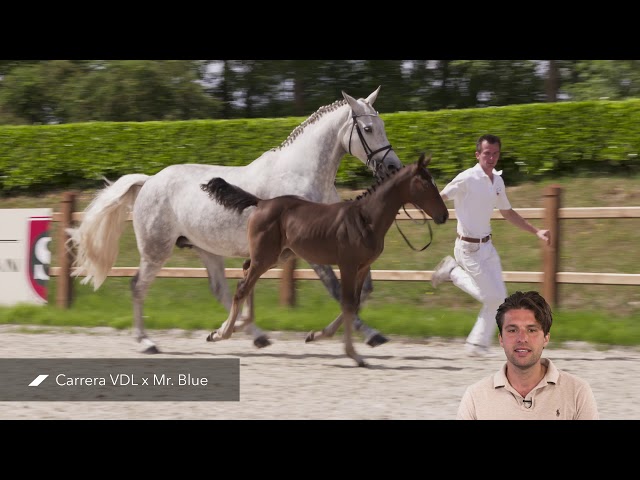 Parrera Blue SIH (Carrera VDL x Mr. blue)