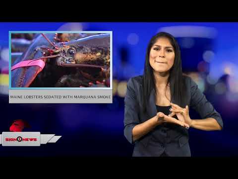 Maine lobsters sedated with marijuana smoke (ASL - 9.20.18)