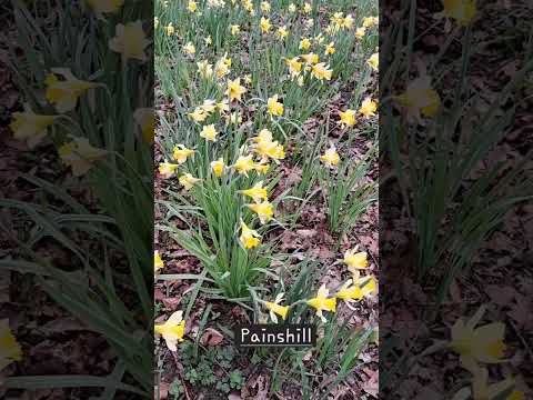 Daffodils at Painshill. @painshillgarden #nationaltrust  #painshill