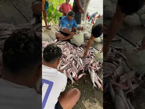Pesca do Peixe Mapará no município de Igarapé Miri