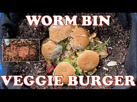 Moldy Burger Buns & Food Scraps Fed To 4000 Red Wigglers + Worm Time Lapse | Vermicompost Worm Farm
