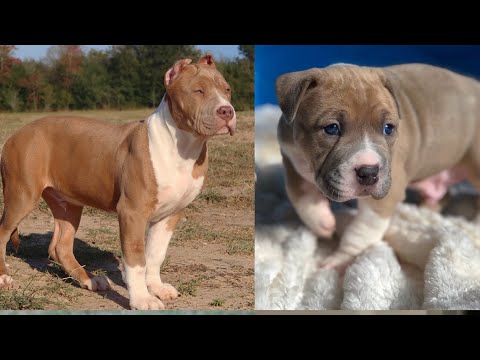 How To Become A Successful Dog Breeder (Breeders...