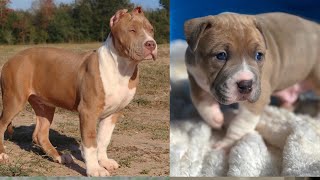 How To Become A Successful Dog Breeder (Breeders University  Video #1)