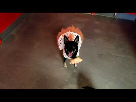 EVIE, an adopted Chihuahua & Miniature Pinscher Mix in Phoenix, AZ_image-1