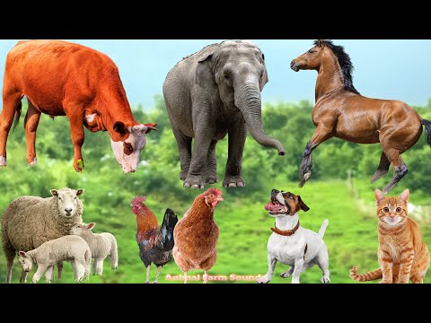Cute Farm Animals Video: Duck, Cow, Goat, Pig, Chicken, Parrot & Buffalo – Cute Pets