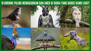 Download lagu 10 BURUNG PALING MENAKJUBKAN DAN ANEH YANG BENAR BENAR ADA DI DUNIA NYATA! mp3