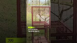 먹이 활동도 없다? 행방 묘연한 늑구 [shorts]