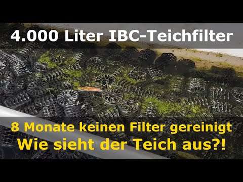 Wie arbeitet der Filter und was ist alles passiert?! | Koiteich-Blog #21