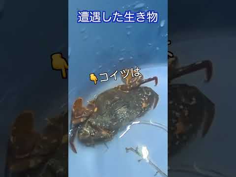 バイオデータサイエンス学科 今回は福井でカニ獲りに挑戦！
