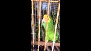 animale faza papagal vorbitor