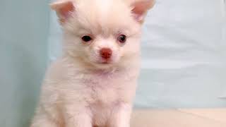 チワワ(ロング)の動画01