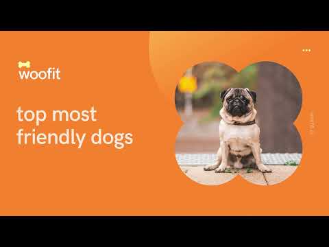 top 5 most friendly dogs for family and small children.