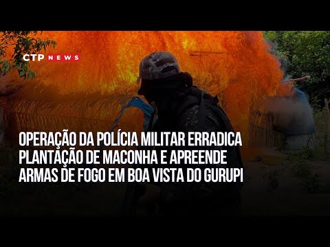 Polícia Militar erradica plantação de maconha e apreende armas de fogo em Boa Vista do Gurupi