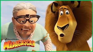 Esse é Um Gatinho Mau | DreamWorks Madagascar em Português